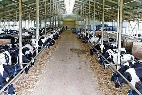 1970 களின் வெண்மைப் புரட்சிக்குப் பிறகு தான் இந்தியாவில் சர்க்கரை நோய் அதிகரித்தது என்பது நிஜமான வாதம் தானா?