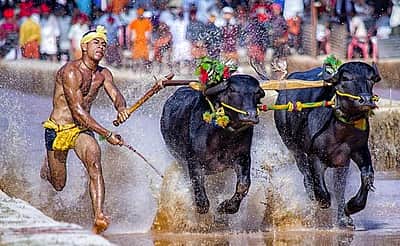 கர்நாடகாவின் பாராம்பரிய விளையாட்டான 'கம்பளா'வுக்கு அவசர சட்டம் வேண்டும்: 200 எருமைகளுடன்  பேரணி!