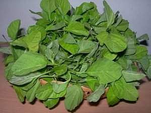 இன்றைய மருத்துவ சிந்தனை (6.01.2017) முளைக்கீரை