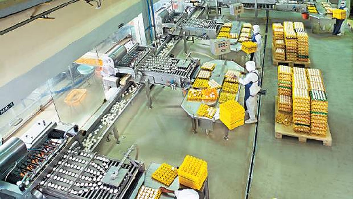 இரு மடங்கு ஆகுமா முட்டைத் தூள் ஏற்றுமதி? சலுகைகளை எதிர்நோக்கி உற்பத்தியாளர்கள்