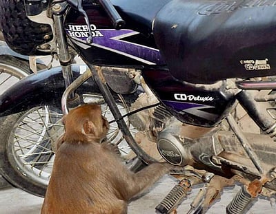 லிட்டர் லிட்டராக பெட்ரோல் திருடிக் குடிக்கும் அதிசய குரங்கு! (விடியோ இணைப்பு) 