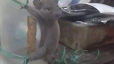 எலியைக் கட்டி வைத்து குரூரமாகப் பலி வாங்கிய மனிதன்! விலங்கிட வருமா விலங்குகள் நல வாரியம்?!