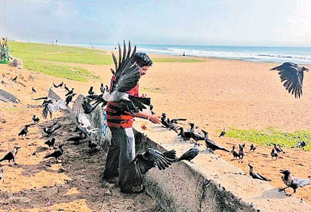 விசில் அடித்தால் வரும் காக்கைகள்!