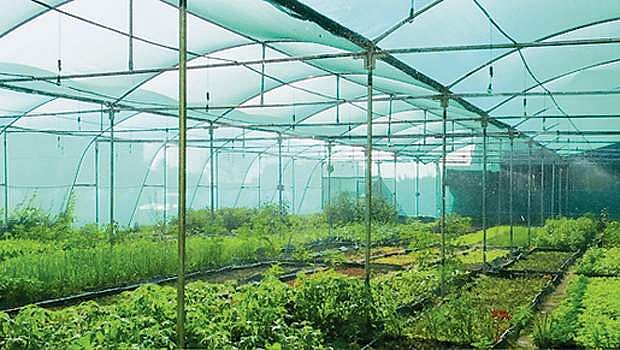 புதிய முயற்சி... ஆன்லைனில் கீரை!