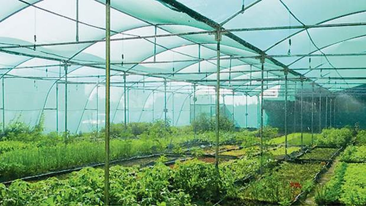 புதிய முயற்சி... ஆன்லைனில் கீரை!