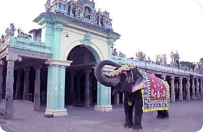 பழனி கோவில் யானை கஸ்தூரி குளிக்க புதிய நீச்சல் குளம்!