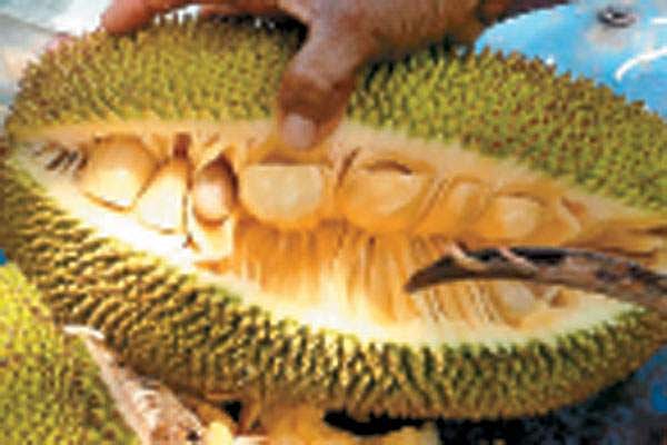 பலாப்பழ புதிர்