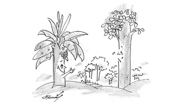 கதைப் பாடல்: தேக்கும் வாழையும்!