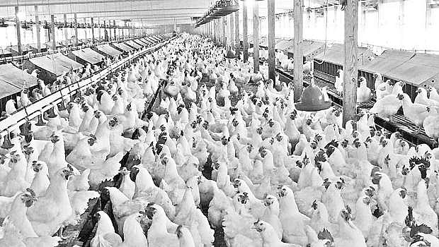 கால்நடை மருத்துவம்... திறன் மேம்பாட்டுப் பயிற்சிகள்!