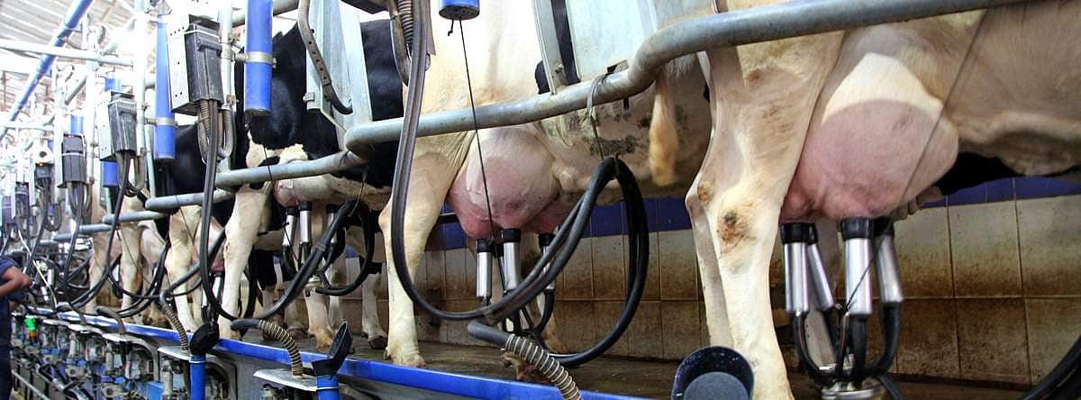 ஒரு டம்ளர் பாலுக்காக கொடூர பாலியல் துஷ்பிரயோகம் மற்றும் சித்ரவதைகளுக்கு உள்ளாக்கப்படும் பண்ணைக் கால்நடைகள்!