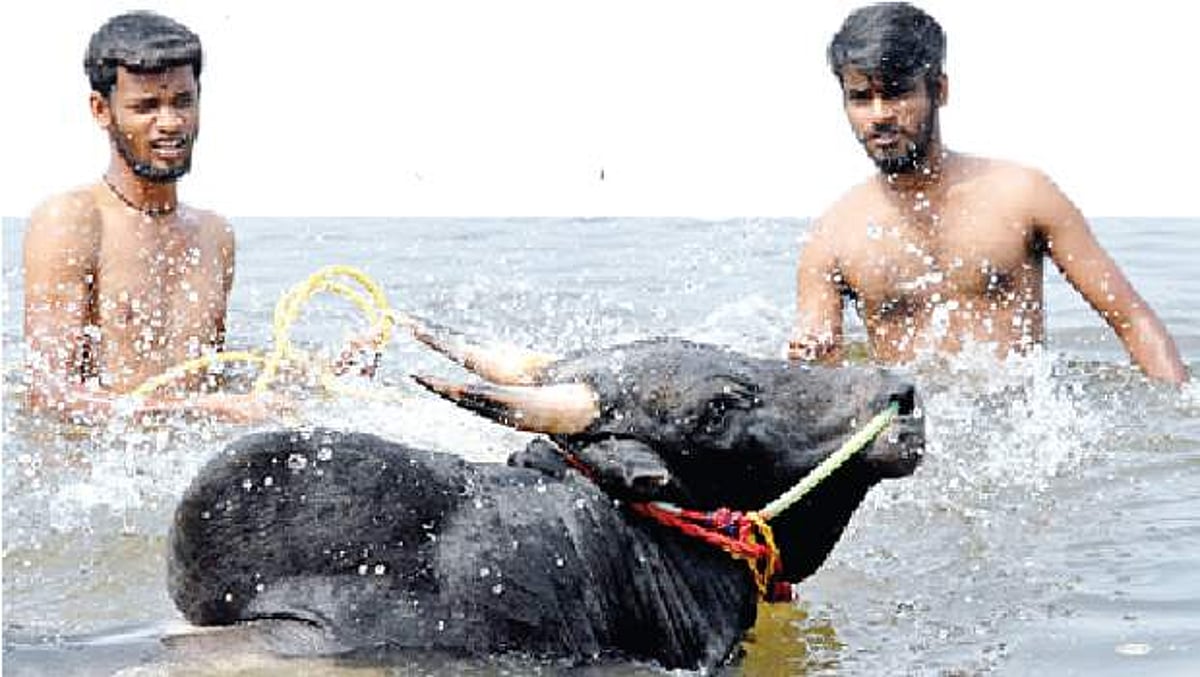 "காளை'களுடன் மோதத் தயாராகும் காளைகள்!