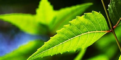 வியக்க வைக்கும் வேப்பிலை மருத்துவம்! வெறும் இலையை மெல்வதிலேயே இவ்வளவு பலன் கிடைக்குமா?