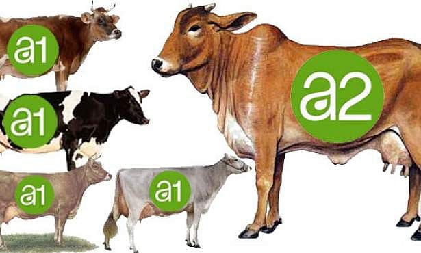 கலப்பினப் பசுவின் பாலால் புற்றுநோய் என்பது வதந்தி - விவசாயியின் பகிரங்க கடிதம்!