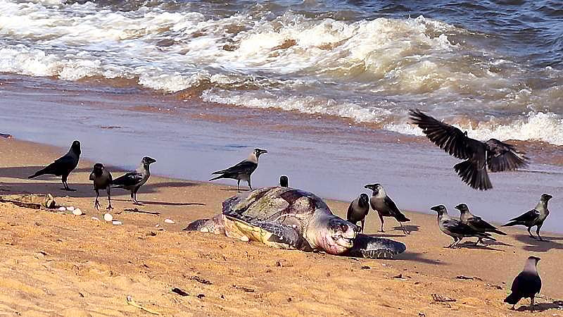 இறந்து கரை ஒதுங்கும் உயிரினங்கள்
