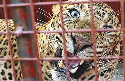 நீலகிரியில் காயத்துடன் சுற்றித்திரிந்த சிறுத்தை வனத்துறையிடம் பிடிபட்டது! 