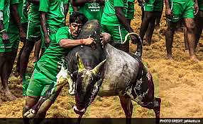 தமிழக அரசின் ஜல்லிக்கட்டு சட்டம்: அரசிதழில் வெளியீடு!