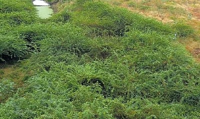 சீமைக்கருவேல மரங்களை நீக்க சிறப்புச் சட்டம்: தமிழக அரசுக்கு உயர் நீதிமன்றக் கிளை உத்தரவு!  