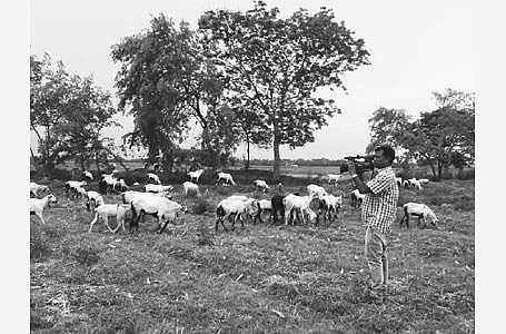 கன்று கால் மாறுதல்