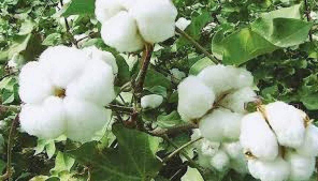 உலகின் பல நாடுகள் தூக்கி எறிந்த பி.ட்டி பயோ தொழில்நுட்பத்தை நாம் ஏன் பயன்படுத்த வேண்டும்?!