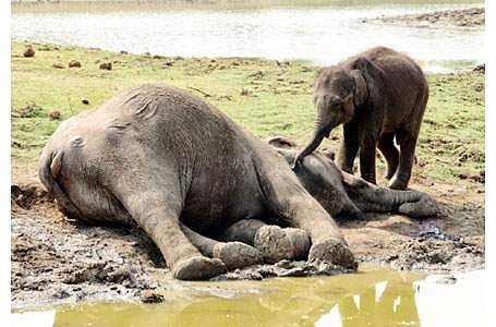 தமிழகத்தில் 15 ஆண்டுகளில் 1,135 காட்டு யானைகள் உயிரிழப்பு!