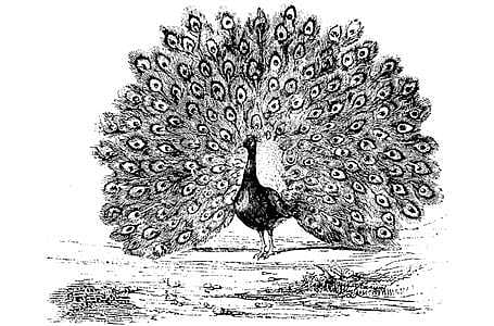 ’மயின் முறைக் குலத்துரிமை'