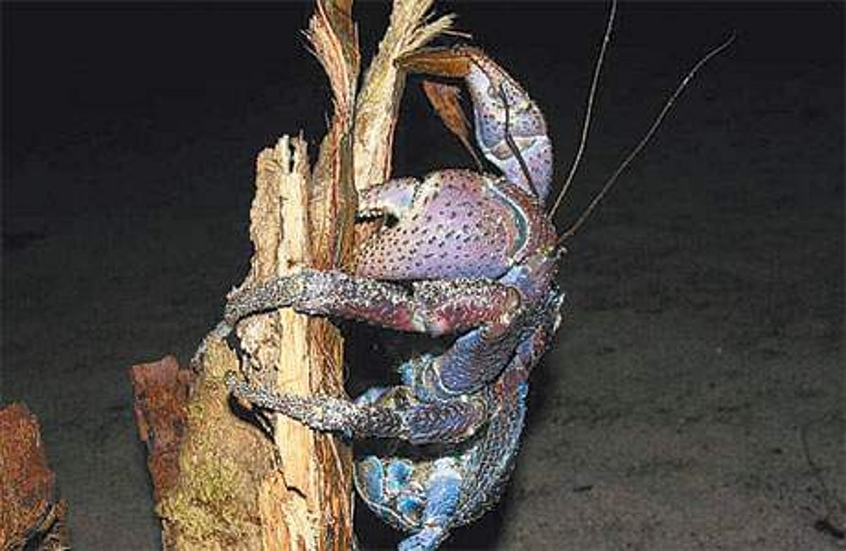 அழிவின் விளிம்பில் தேங்காய் நண்டு !