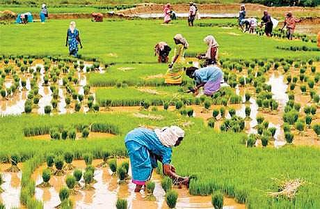 விவசாயத்துக்குத் திரும்புகிறது மூன்றாம் தலைமுறை: வேளாண் பல்கலை. துணைவேந்தர் பெருமிதம்