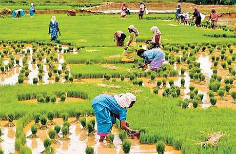 விவசாயத்துக்குத் திரும்புகிறது மூன்றாம் தலைமுறை: வேளாண் பல்கலை. துணைவேந்தர் பெருமிதம்