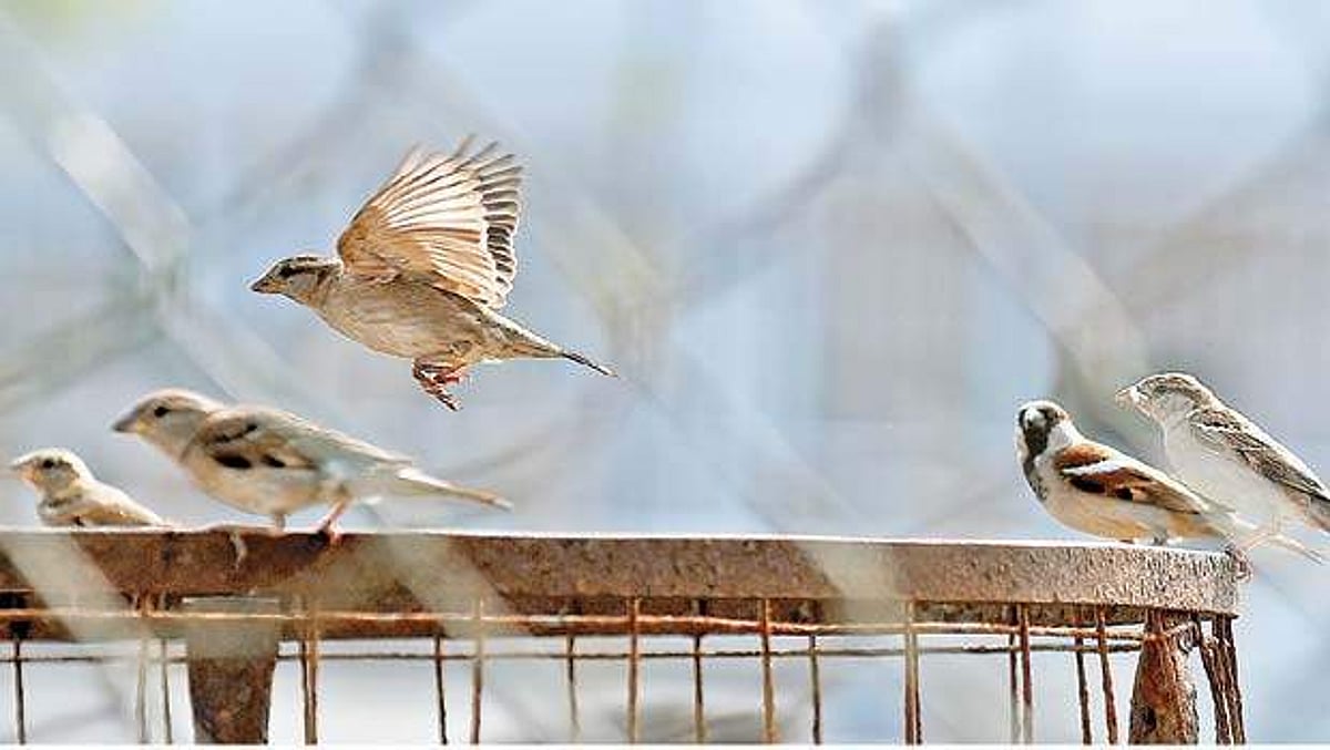 சிட்டுக் குருவிகள் அழிவுக்கு செல்லிடப்பேசி கோபுரங்கள் மட்டுமே காரணமல்ல!