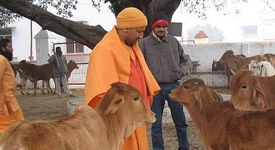  உத்தர பிரதேசத்தில் இறைச்சிக் கூடங்களை இழுத்து மூடுங்க: காவல்துறைக்கு முதல்வர் ஆணை! 