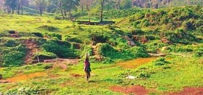 ஆனைமலை புலிகள் காப்பகத்தில் வறண்ட நீரோடைகள்: குடிநீருக்காக அவதிப்படும் மலைவாழ் மக்கள்