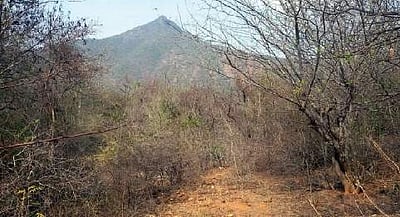 மழையில்லாததால் கருகும் வாழப்பாடி வனப் பகுதிகள்: வன விலங்குகள், பறவைகள் பரிதவிப்பு