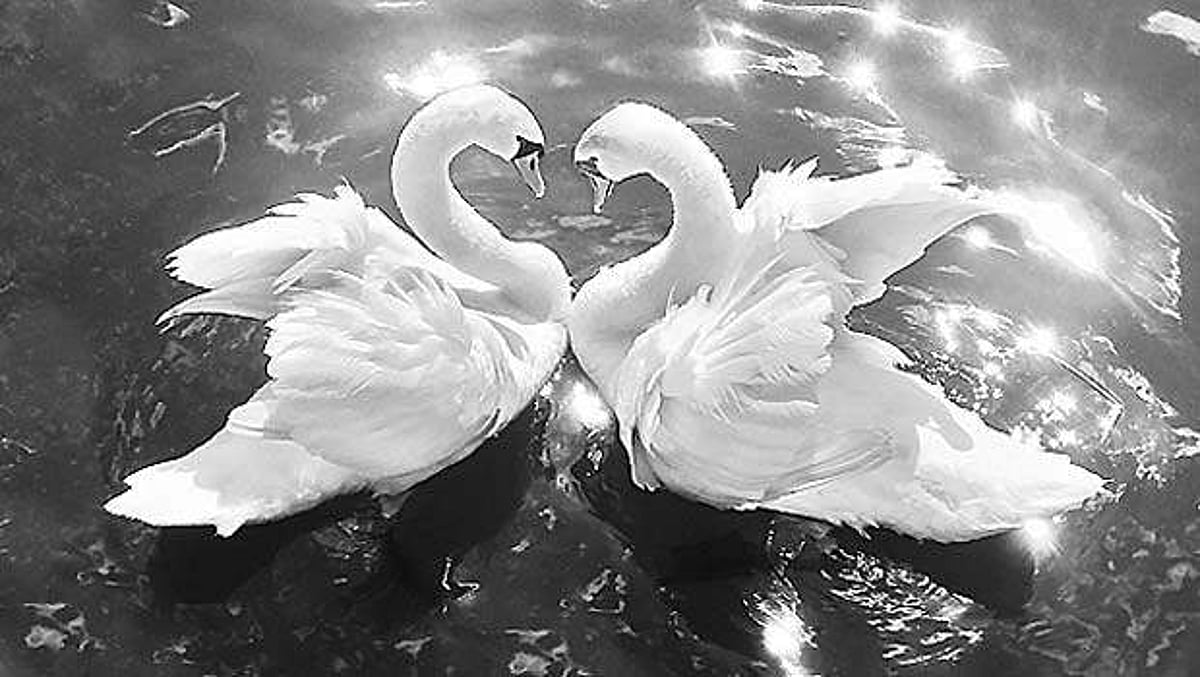 தமிழ்ச் செல்வங்கள்: அன்றில்