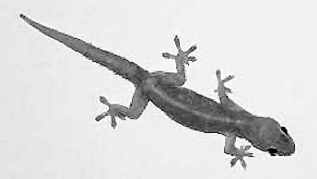 தமிழ்ச் செல்வங்கள்: பல்லி