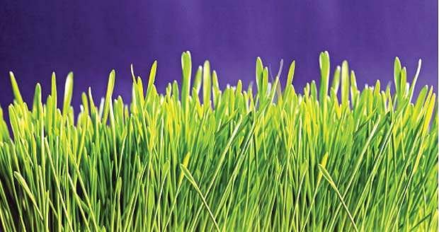 விமானத்தை பறக்க வைக்கும் "புல்'