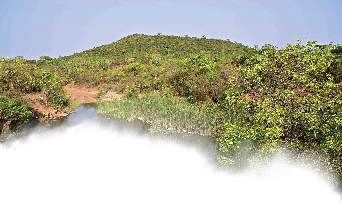 சம்மர் லீவ்ல அட்வெஞ்சர் டூர் பிளான் இருக்கா? அப்போ இனி சென்னை நன்மங்கலம் ஃபாரஸ்ட் போகலாமே!