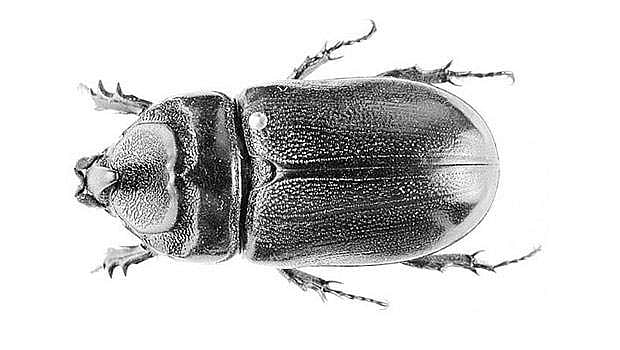 தமிழ்ச் செல்வங்கள்: வண்டு