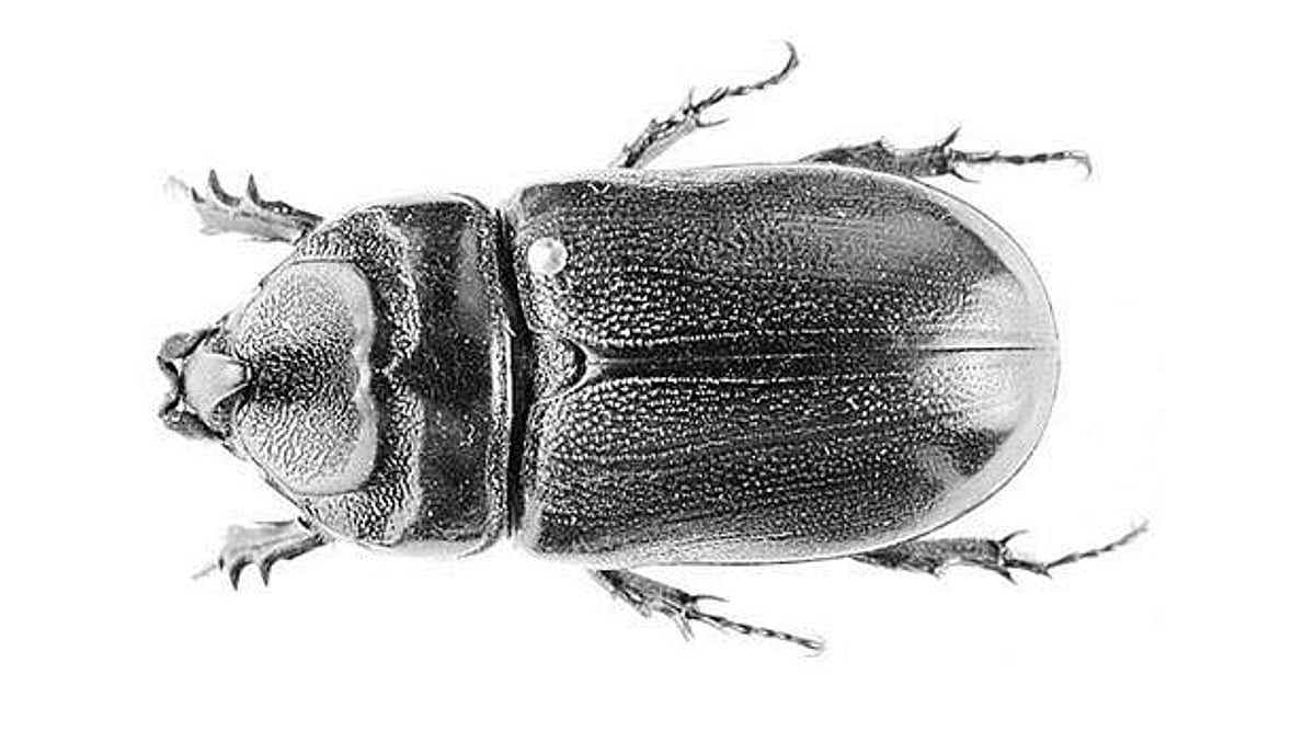 தமிழ்ச் செல்வங்கள்: வண்டு
