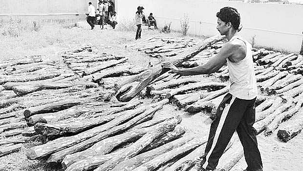 செம்மரங்கள் கடத்தல்: பின்னணியில் சர்வதேச கடத்தல் மாஃபியாக்களா?