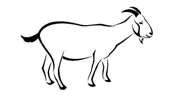 தமிழ்ச் செல்வங்கள்: ஆடு