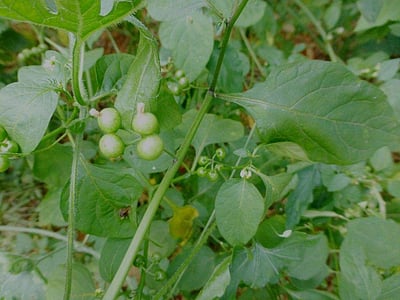 இன்றைய மருத்துவ சிந்தனை மணத்தக்காளிக் கீரை