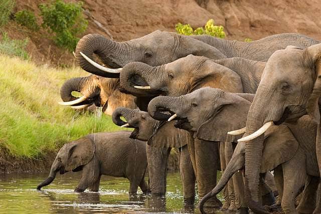 protect elephants is our duty|காட்டின் பாதுகாவலர்களான யானைகளைக் காப்பது ...