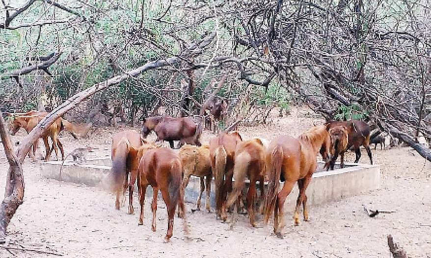 கோடியக்கரை சரணாலயத்தில் வறட்சி: தண்ணீருக்கு பரிதவிக்கும் விலங்குகள்