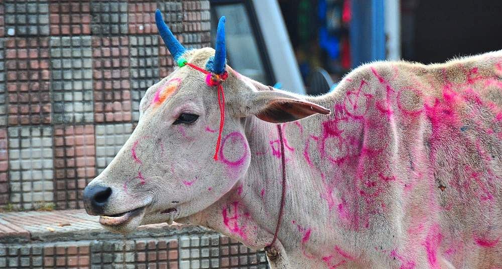 பசுக்களை பாதுகாக்க 10% கூடுதல் கட்டணம்: ராஜஸ்தான் பத்திரப்பதிவுத் துறையின் 'ரகளை' ஐடியா! 