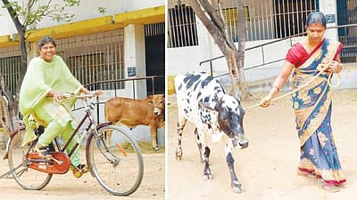 கால்நடை பராமரிப்பு உதவியாளர் பணி: நேர்காணலில் மாடு மேய்த்த பட்டதாரிகள்