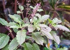 அரிப்பும் தடிப்பும் குறைய கருந்துளசி!