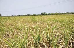 விவசாயக் கடன் தள்ளுபடி திட்டம் இல்லை: நாடாளுமன்றத்தில் அமைச்சா் தகவல்