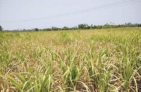 No agricultural loan waiver scheme