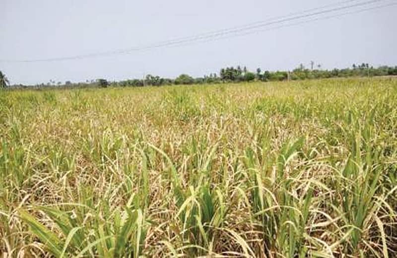 No agricultural loan waiver scheme
