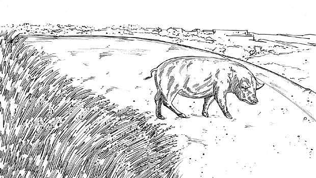 நிமித்தம் பார்த்த பன்றி!